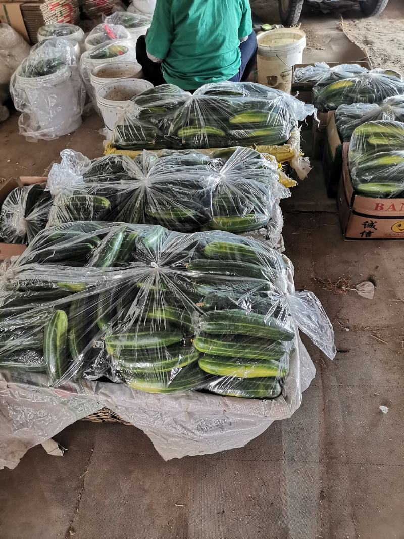 脆瓜菜瓜越瓜梢瓜山东潍坊特产大量上市欢迎订购
