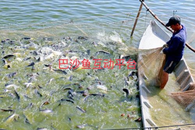 越南巴沙鱼，淡水养殖，色泽鲜艳，急冻锁鲜，肉质鲜嫩