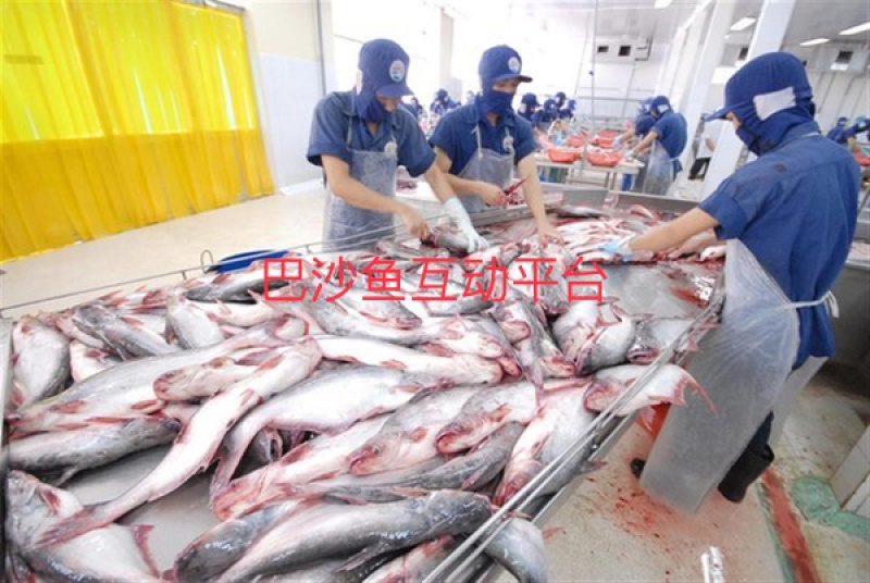 越南巴沙鱼，淡水养殖，色泽鲜艳，急冻锁鲜，肉质鲜嫩