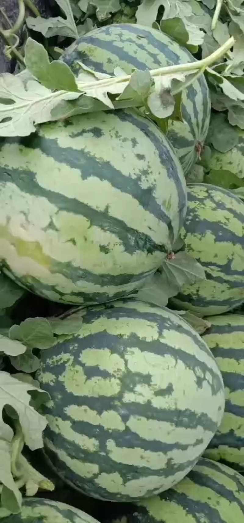 精品大棚无籽美都麒麟西瓜