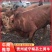牛，贵州威宁农户散养草料土黄牛，品质优越肉质鲜美。