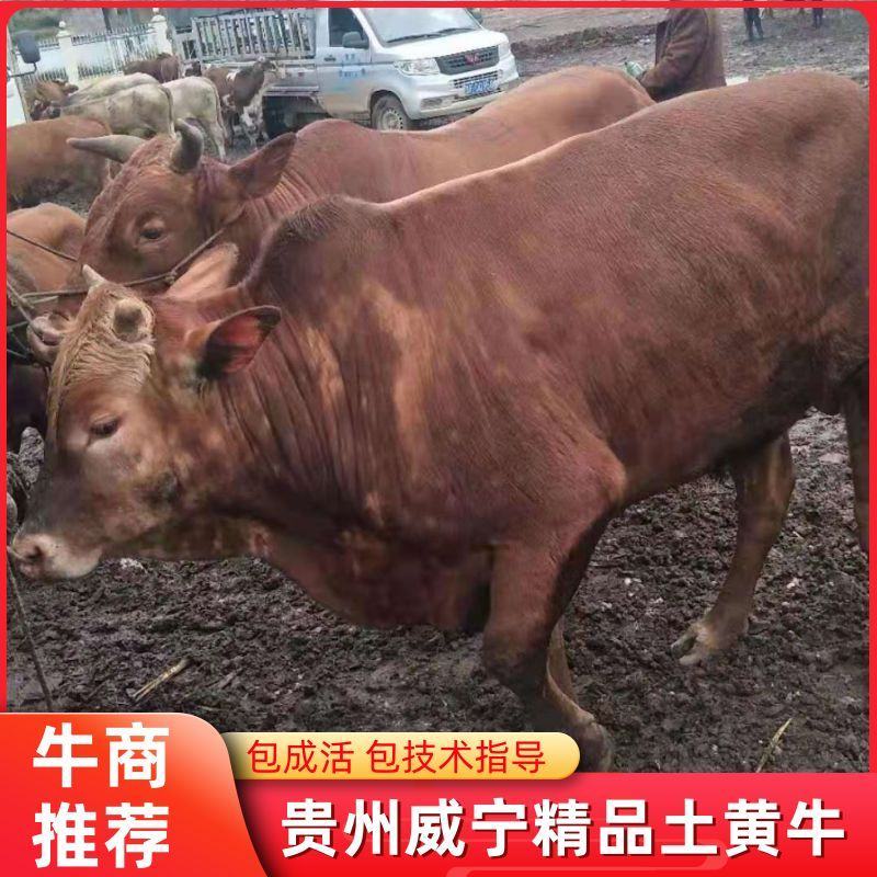 牛，贵州威宁农户散养草料土黄牛，品质优越肉质鲜美。