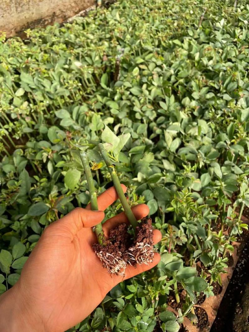 蔷薇苗扦插蔷薇苗20~30cm批发零售500棵起