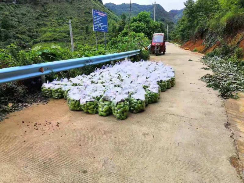佛手瓜大量供应欢迎采购诚信经营一次合作终生朋友