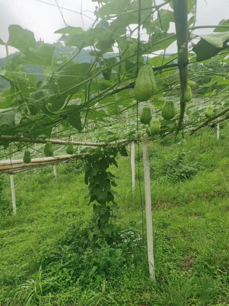 佛手瓜大量供应欢迎采购诚信经营一次合作终生朋友