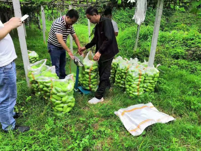 佛手瓜大量供应欢迎采购诚信经营一次合作终生朋友