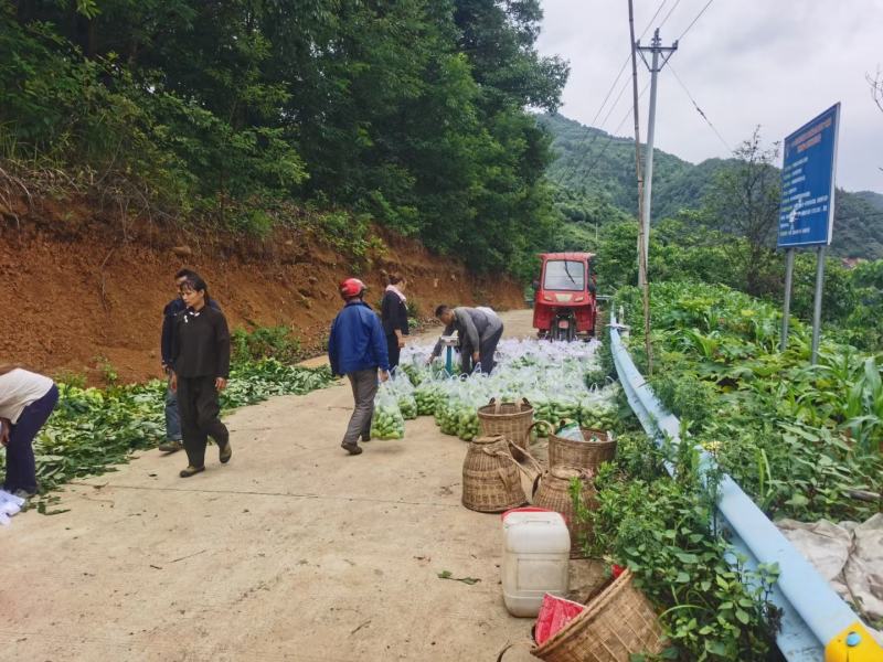 佛手瓜大量供应欢迎采购诚信经营一次合作终生朋友