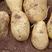 河南精品黄心土豆品种齐全基地种植质量保证