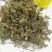 山间谷草野生仙鹤草仙鹤草500个狼牙草龙牙草