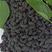 【优选】黑珍珠桑葚特点甜度高，酿酒，榨汁日供50吨