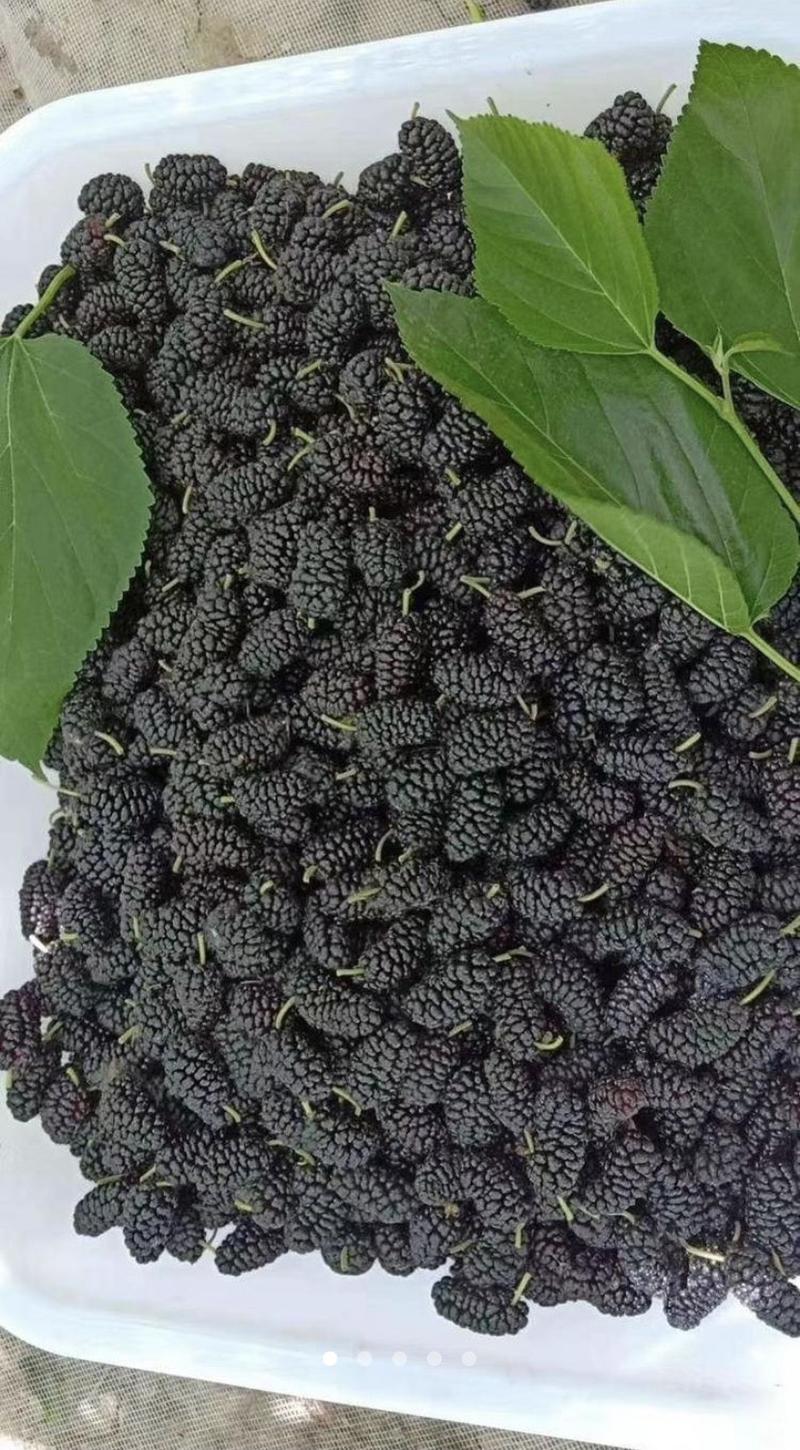 【优选】黑珍珠桑葚特点甜度高，酿酒，榨汁日供50吨