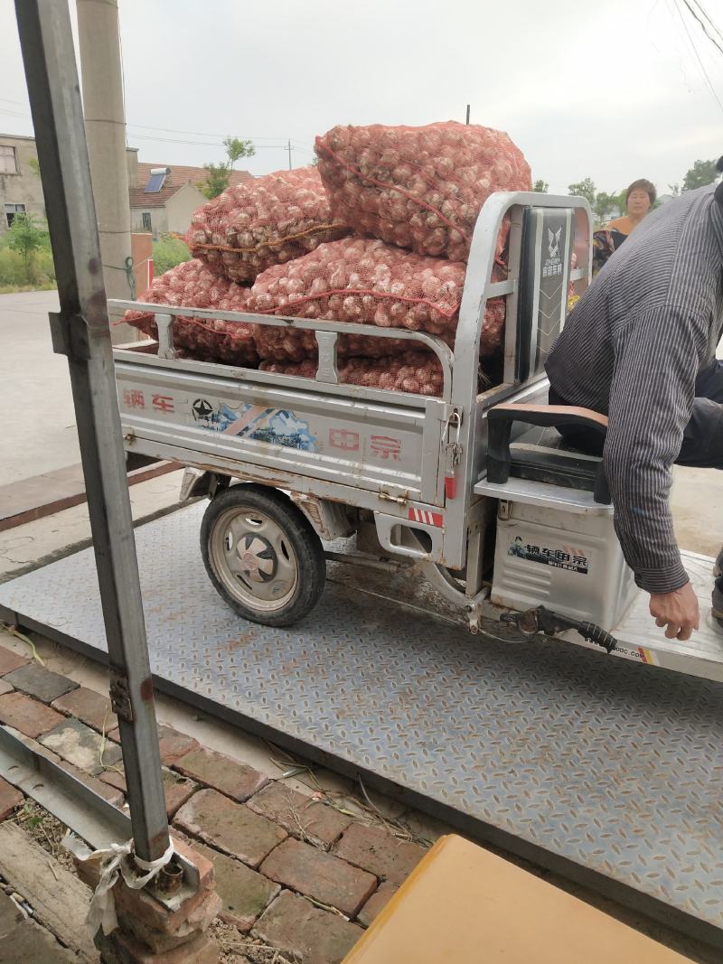 江苏盐城射阳大蒜，（苔蒜多瓣蒜）..发货量大