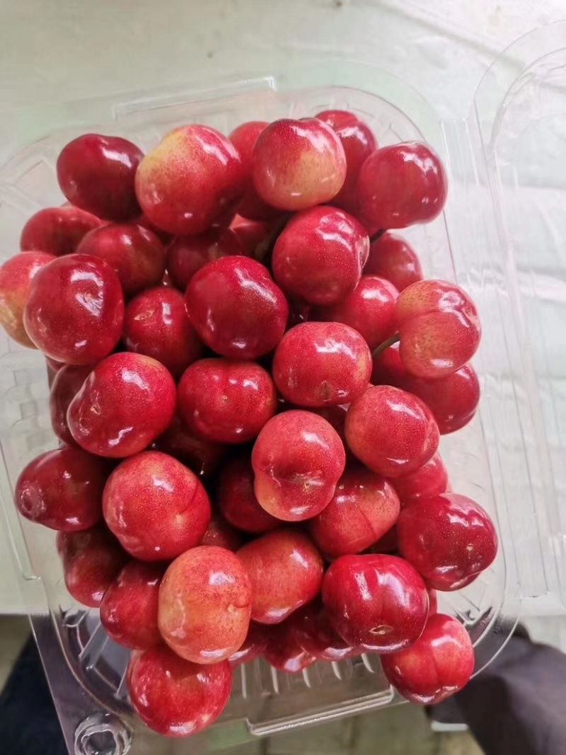 秦岭山脉之间的大樱桃🍒