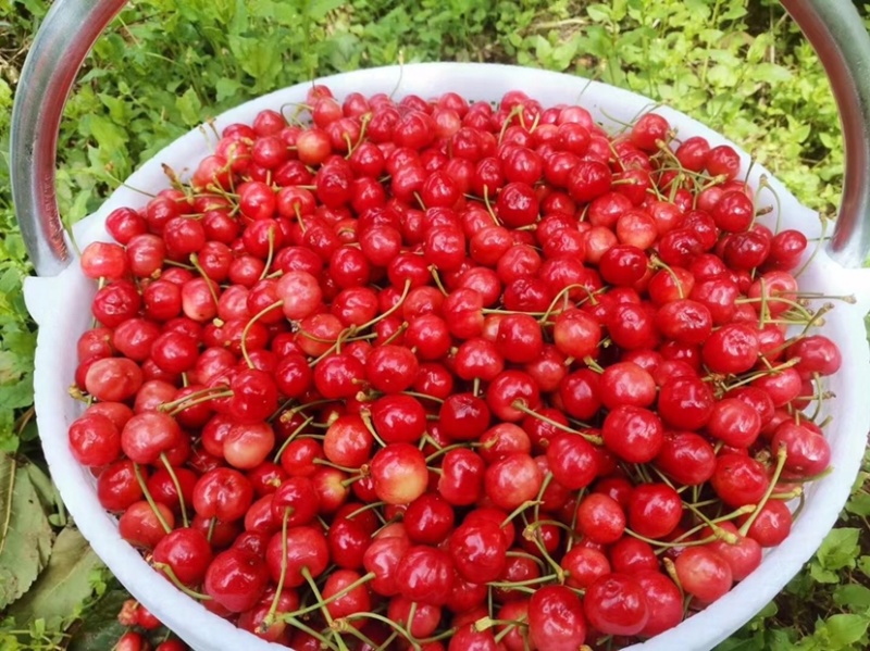 秦岭山脉之间的大樱桃🍒