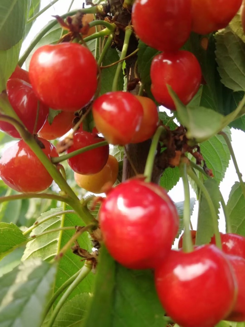 秦岭山脉之间的大樱桃🍒