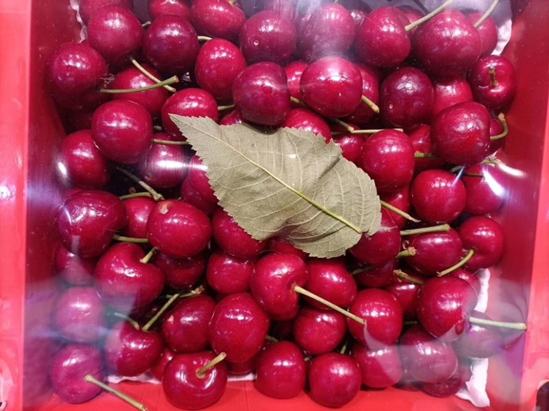 秦岭山脉之间的大樱桃🍒