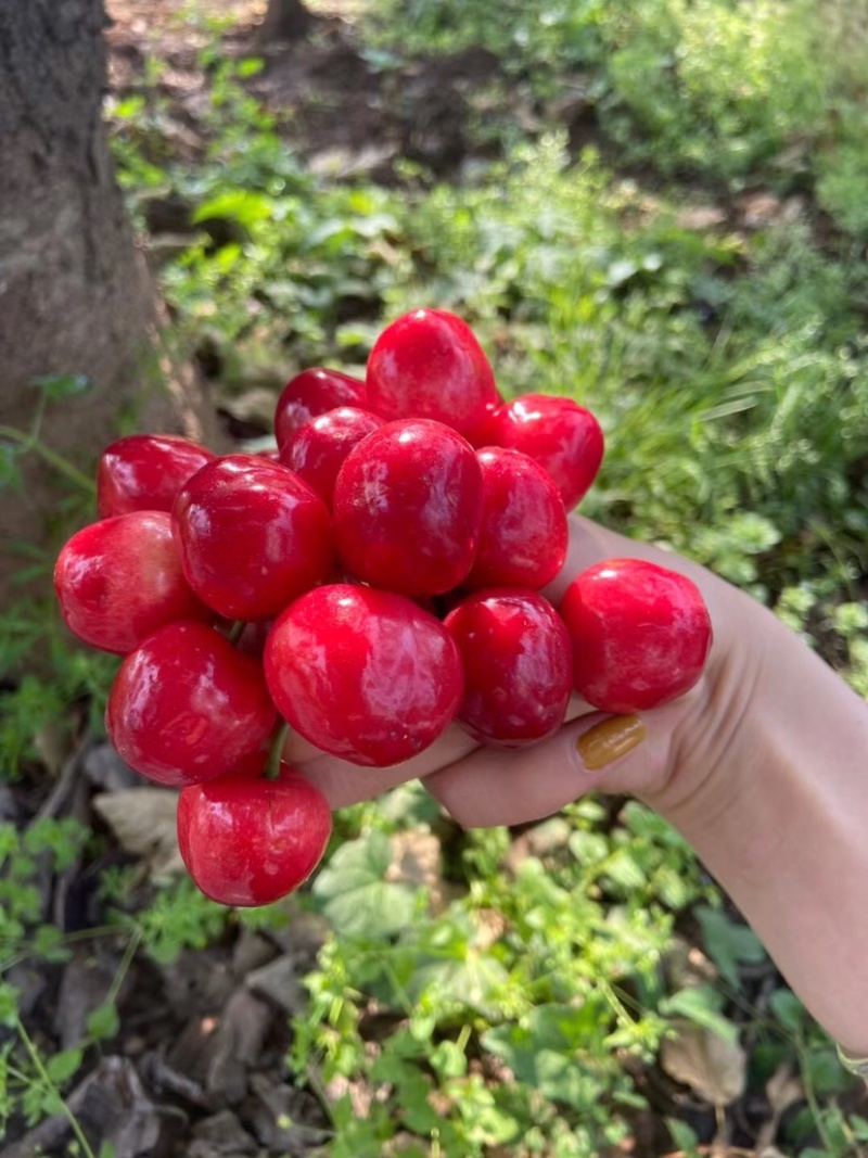 秦岭山脉之间的大樱桃🍒