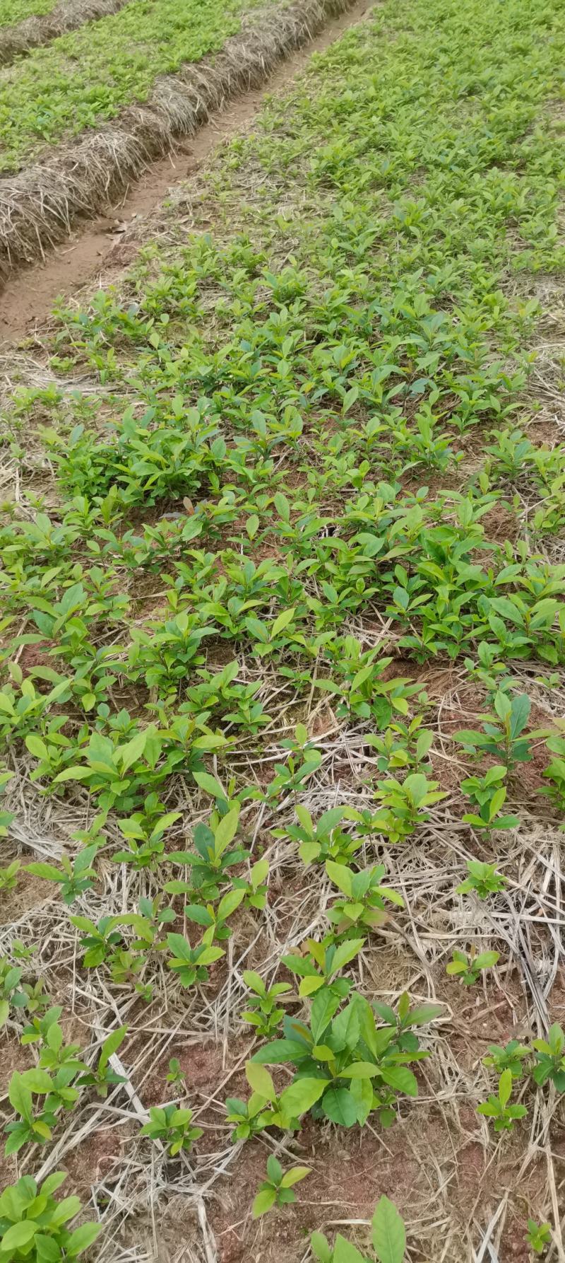 木荷芽苗，江西木荷苗，自家苗圃直供，根系发达