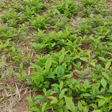木荷芽苗，江西木荷苗，自家苗圃直供，根系发达