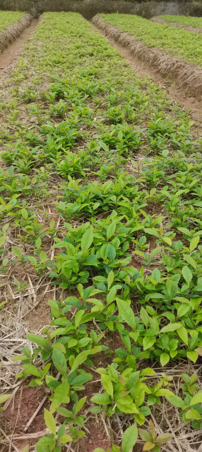木荷芽苗，江西木荷苗，自家苗圃直供，根系发达