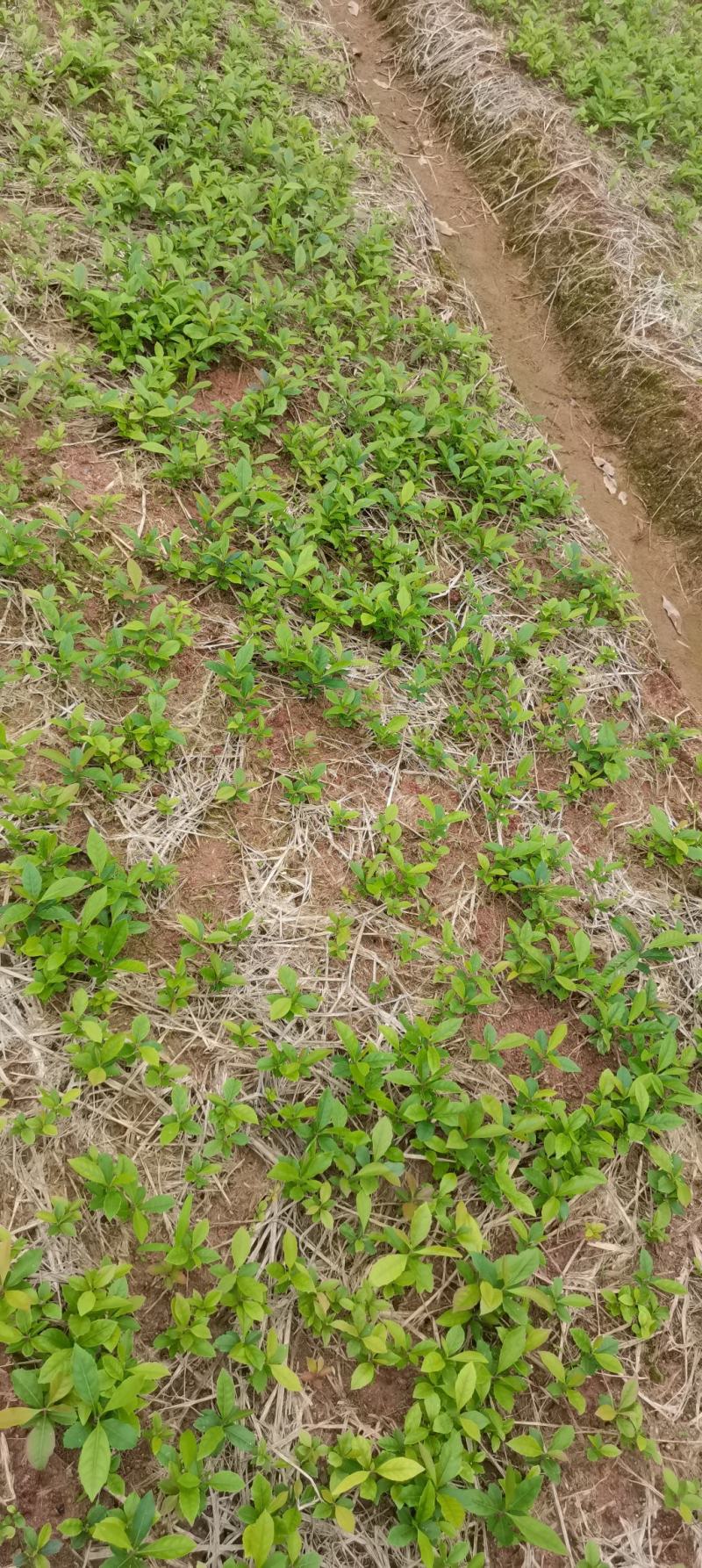 木荷芽苗，江西木荷苗，自家苗圃直供，根系发达
