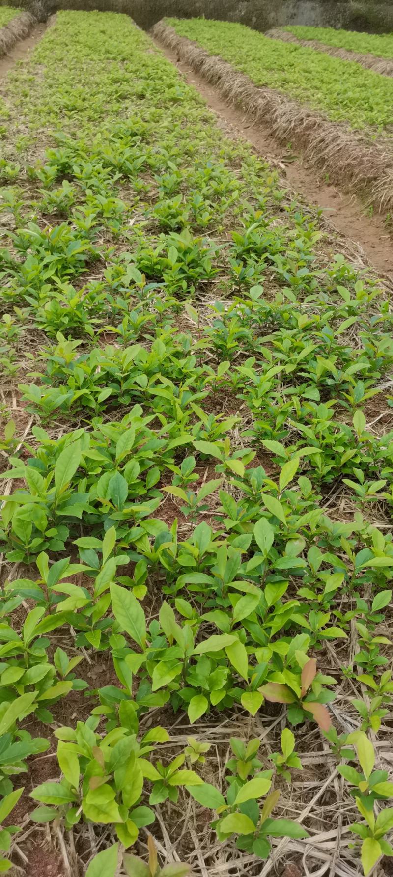 木荷芽苗，江西木荷苗，自家苗圃直供，根系发达