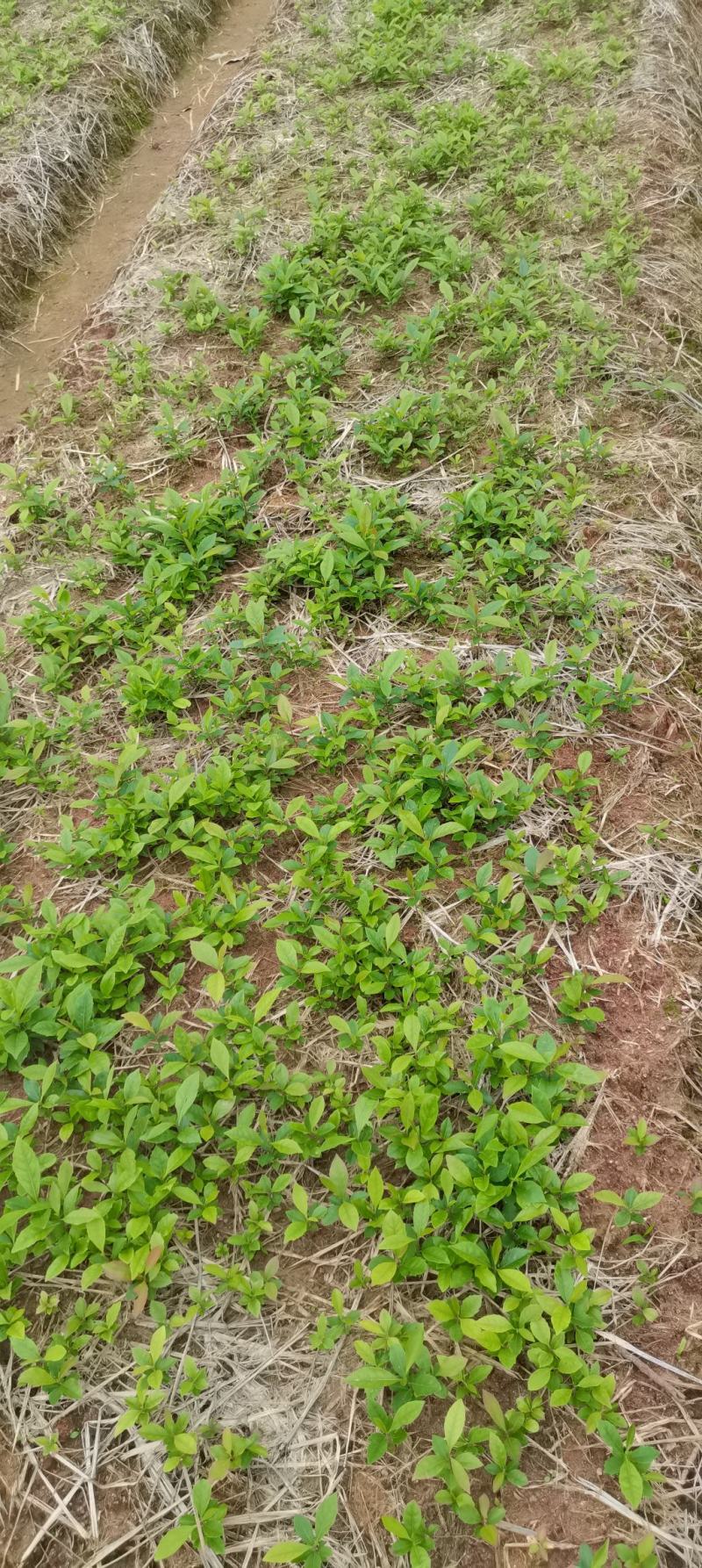 木荷芽苗，江西木荷苗，自家苗圃直供，根系发达
