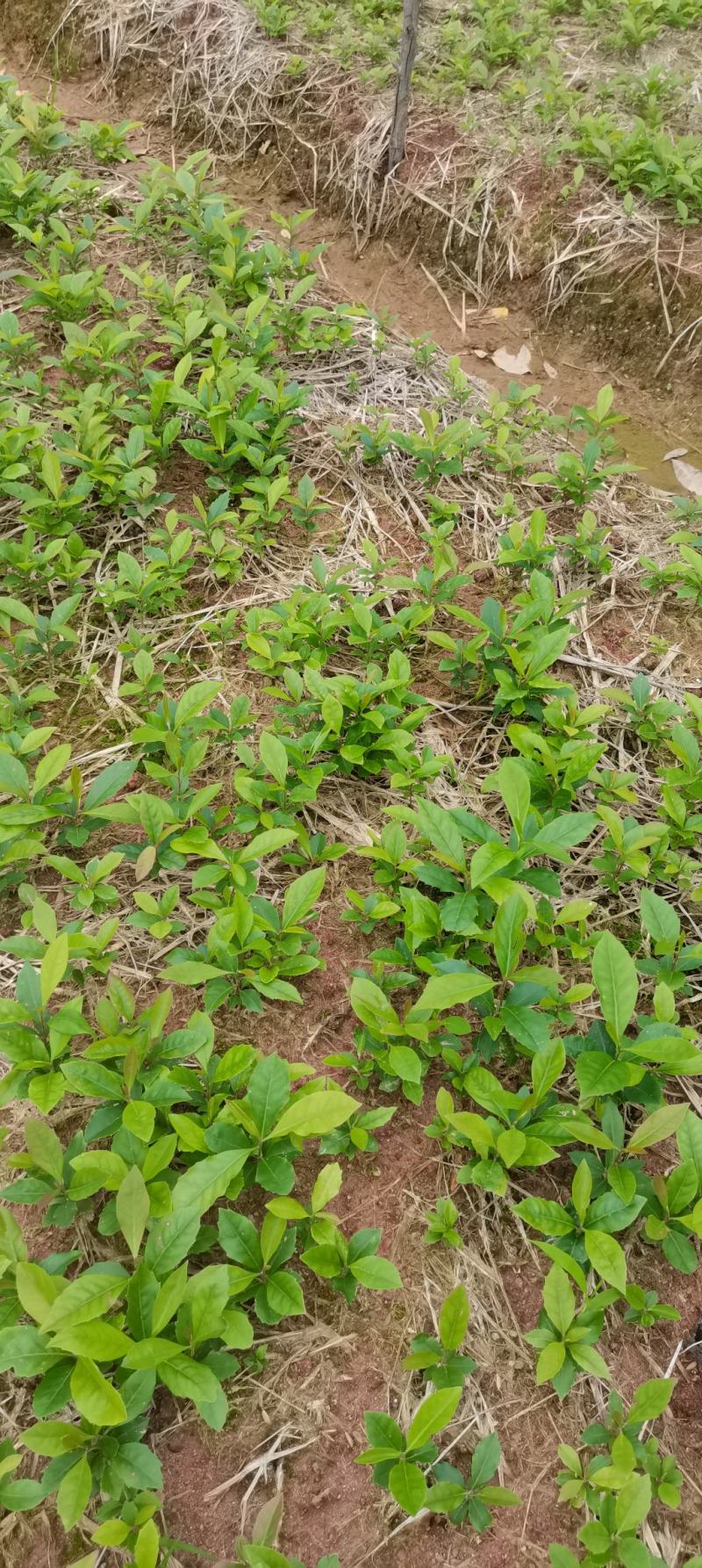 木荷芽苗，江西木荷苗，自家苗圃直供，根系发达