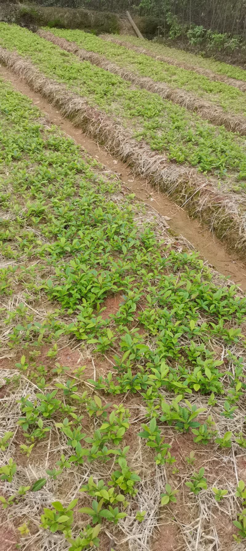 木荷芽苗，江西木荷苗，自家苗圃直供，根系发达