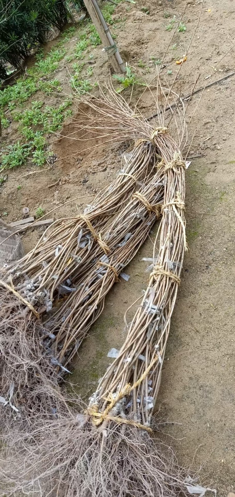 樱花日本晚樱早樱垂枝樱花台湾牡丹樱红粉佳人等小苗