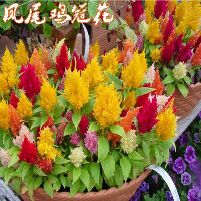 鸡冠花种子四季种易活冠状鸡冠花种子羽状鸡冠花庭院室外花籽