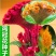 鸡冠花种子四季种易活冠状鸡冠花种子羽状鸡冠花庭院室外花籽