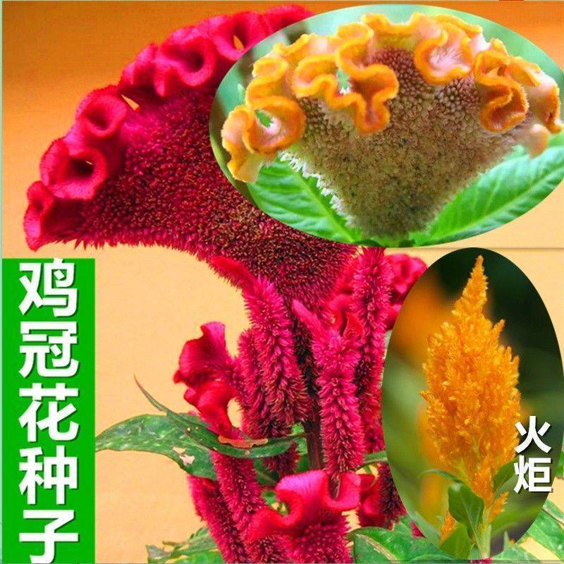 鸡冠花种子四季种易活冠状鸡冠花种子羽状鸡冠花庭院室外花籽