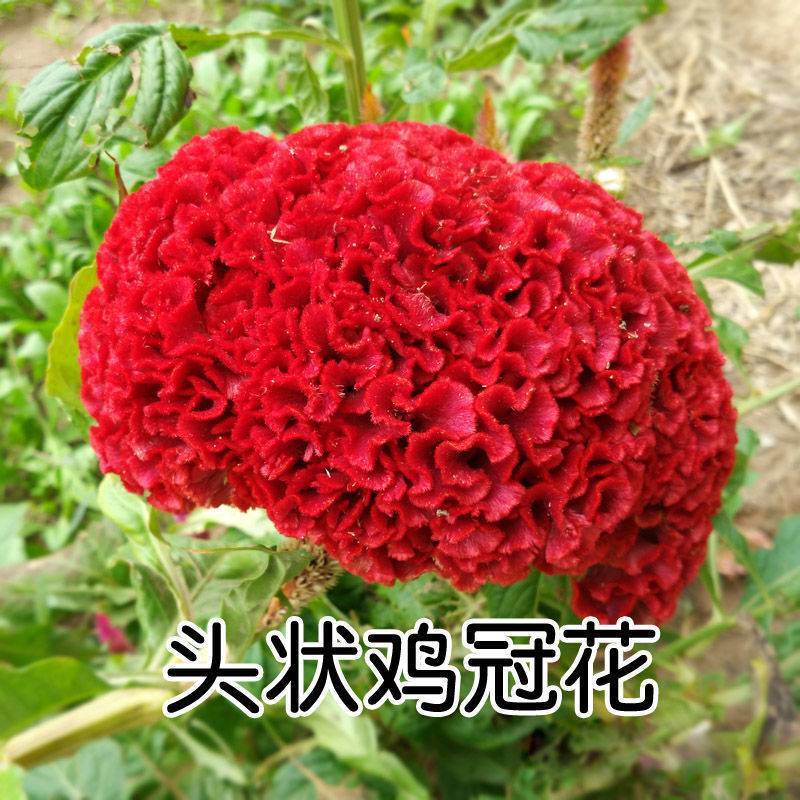 鸡冠花种子四季种易活冠状鸡冠花种子羽状鸡冠花庭院室外花籽