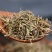 叶下珠中药材叶下珠野生珍珠草鱼鳞草叶下珠新货