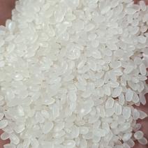 大量出售东北珍珠米价格便宜