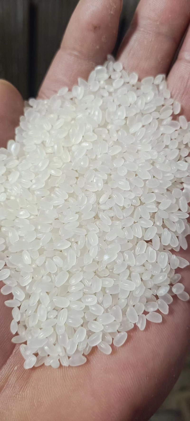 大量出售东北珍珠米价格便宜