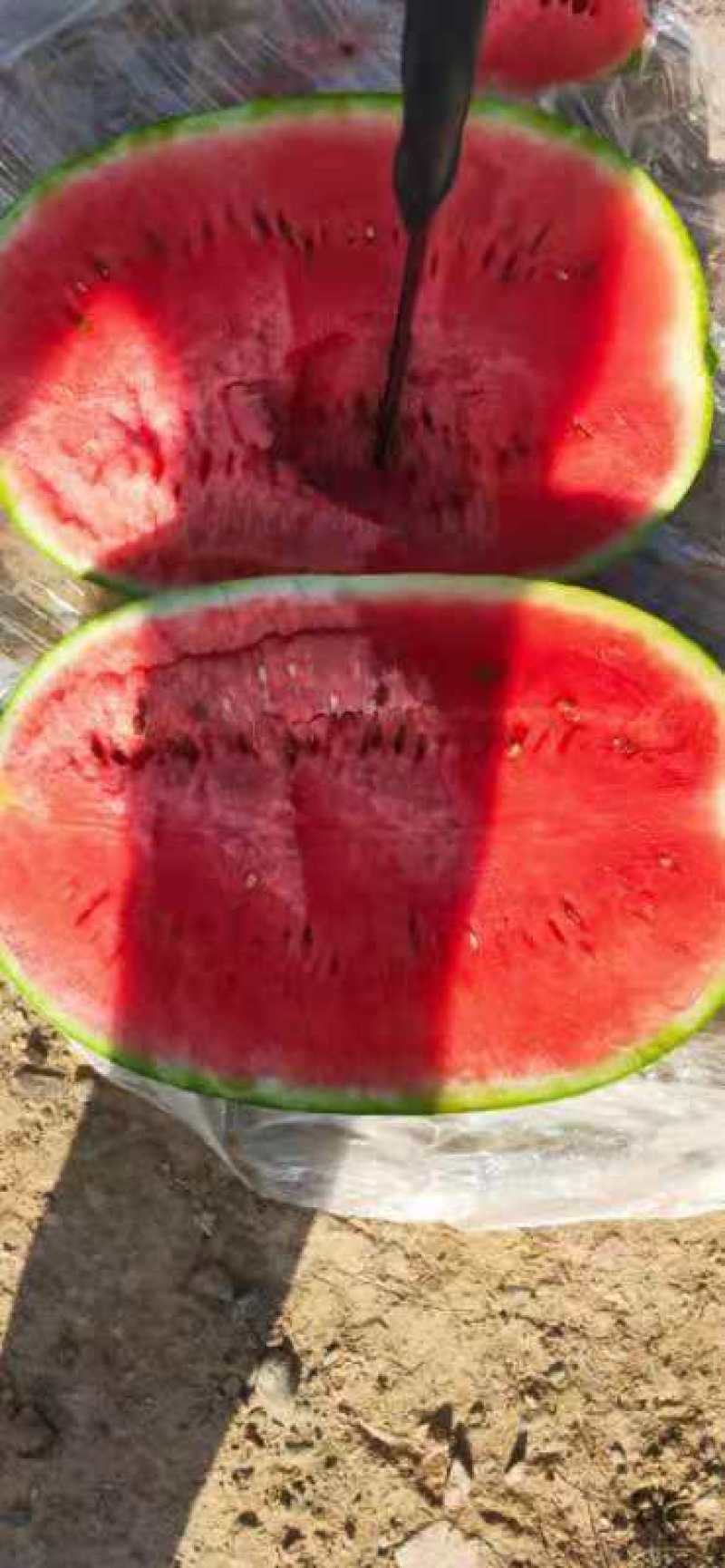 宁夏硒砂瓜产地批发_大量供应_实力代发石头瓜