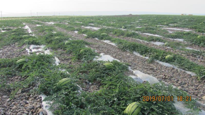 宁夏硒砂瓜产地批发_大量供应_实力代发石头瓜