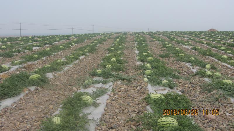 宁夏硒砂瓜产地批发_大量供应_实力代发石头瓜
