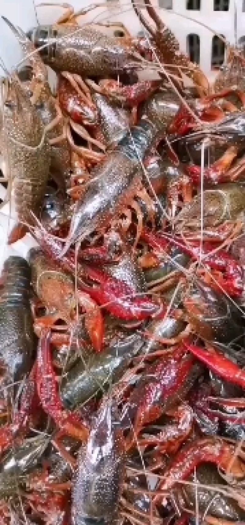 小龙虾食用6~9钱活虾小龙虾主养
