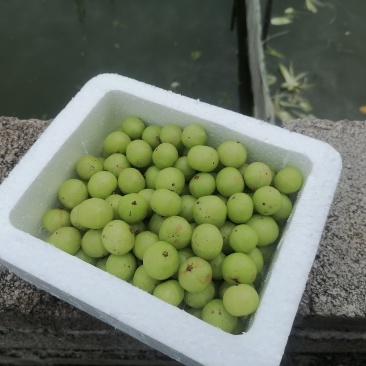 现货油甘果余甘果油苷果