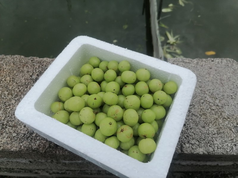 现货油甘果余甘果油苷果