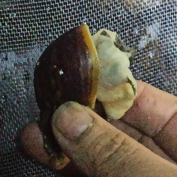 白玉蜗牛，种蜗牛