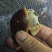 白玉蜗牛，种蜗牛
