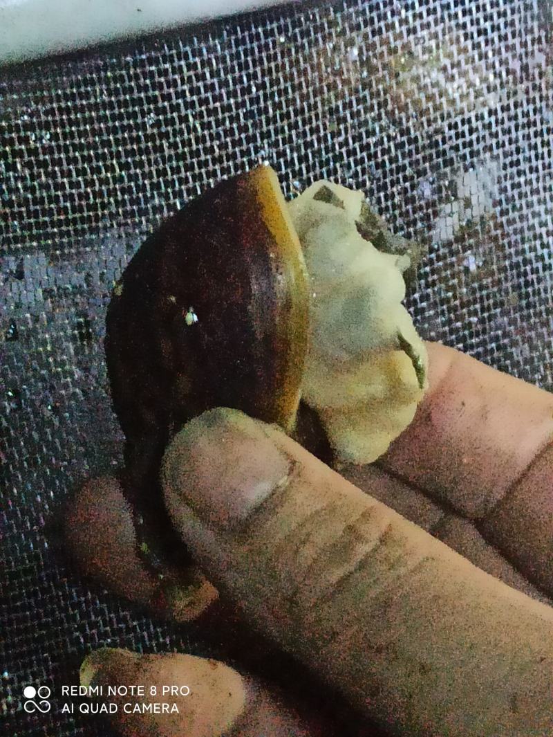 白玉蜗牛，种蜗牛
