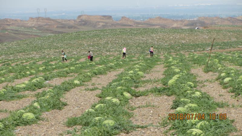 宁夏中卫石头缝西瓜【诚信代收】代发全国皮薄双红壤