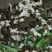 白玉蜗牛