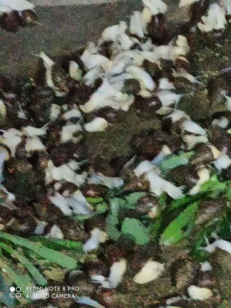 白玉蜗牛
