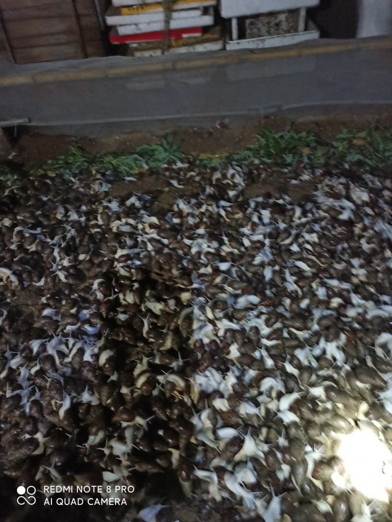 白玉蜗牛